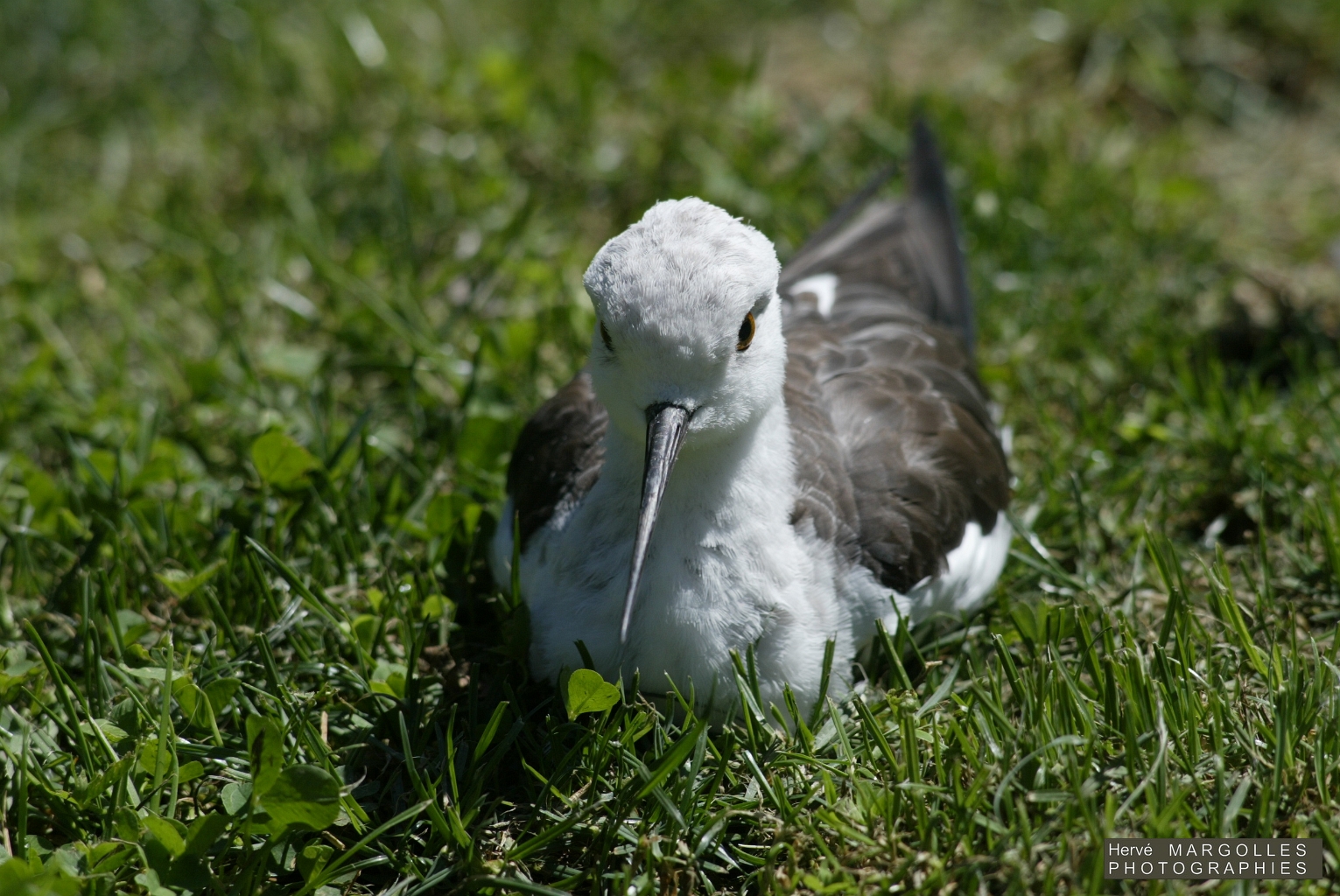 Echasse Blanche.JPG